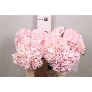 Hydrangea Pink