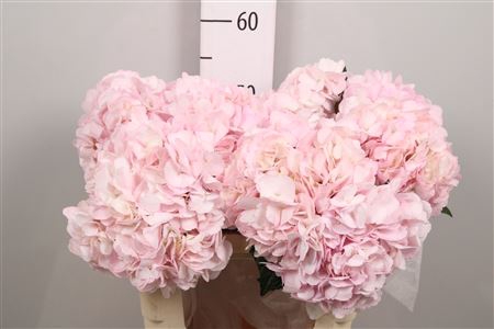 <h4>Hydrangea Pink</h4>