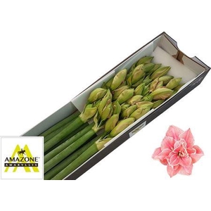 Hipp Dg Sweet Nymph X12