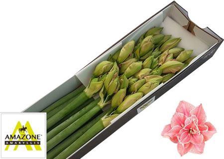 <h4>Hipp Dg Sweet Nymph X12</h4>