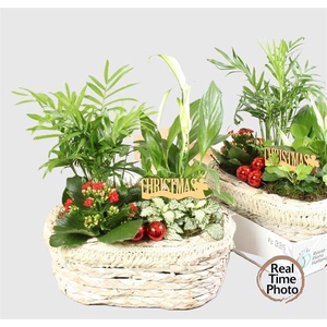 Kalanchoe Plant Arr 29Ø 30cm