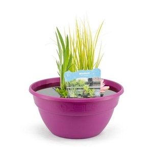 Terrasschaal fuchsia met mixmand