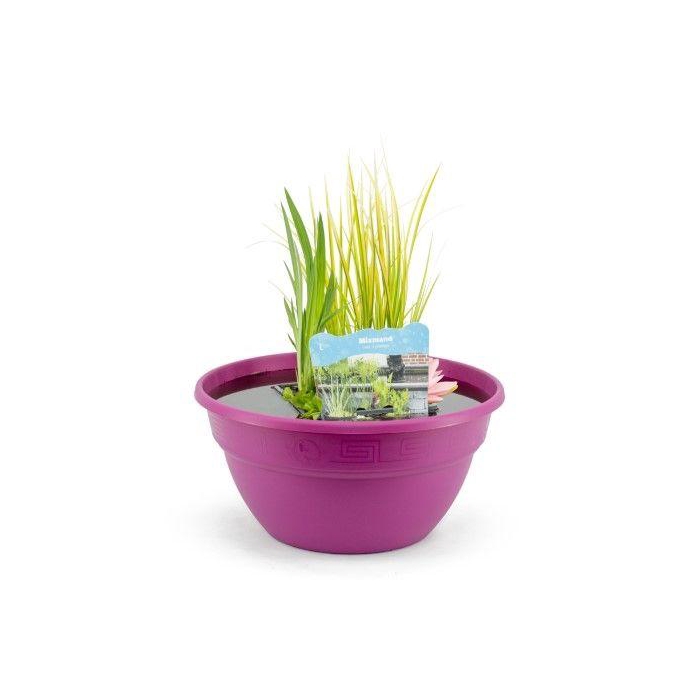 <h4>Terrasschaal fuchsia met mixmand</h4>