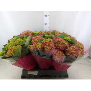 Hydrangea mac. 'Hi Fire'