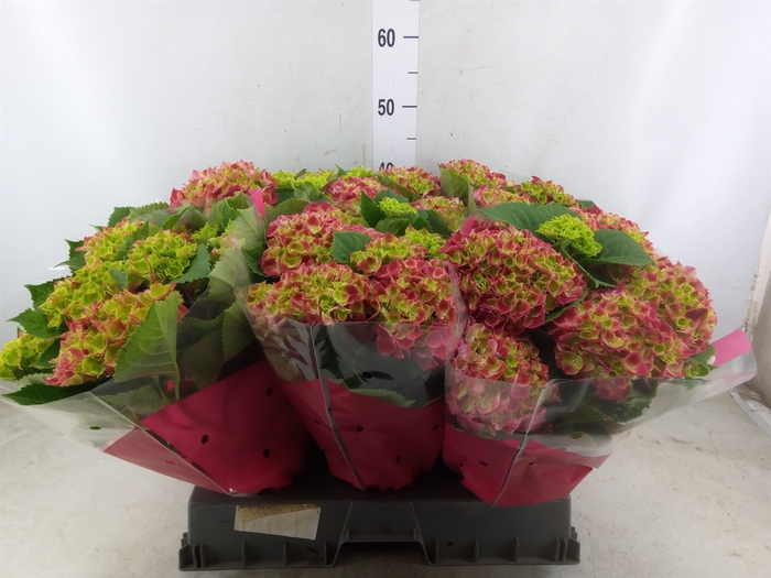 <h4>Hydrangea mac. 'Hi Fire'</h4>