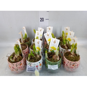 Arr.  Narcissus Tete Tete H%