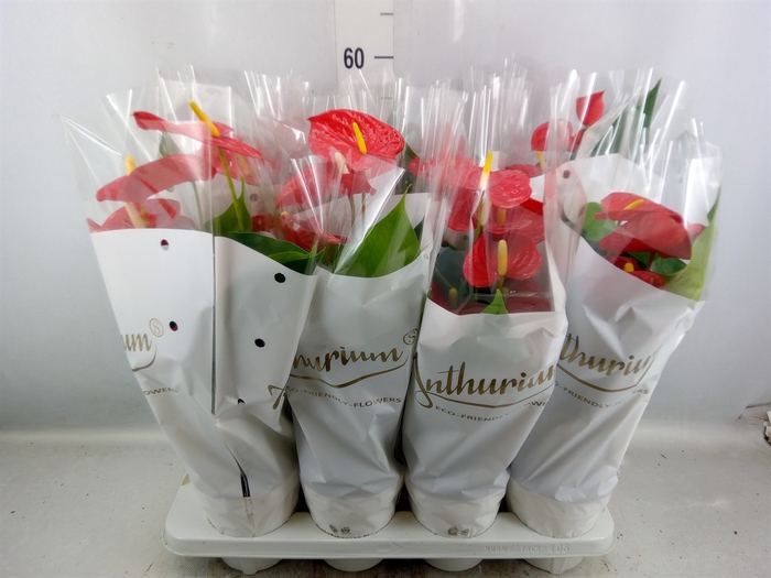 <h4>Anthurium andr. 'Red Champion'</h4>