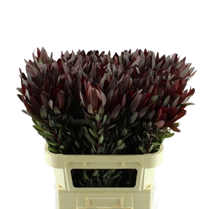 Leucadendron Safari Sunset