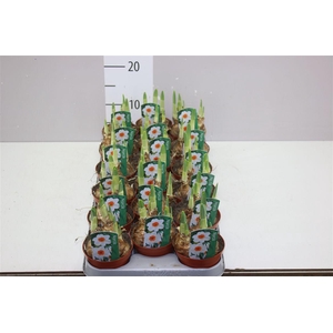 Narcis Bernett Browning