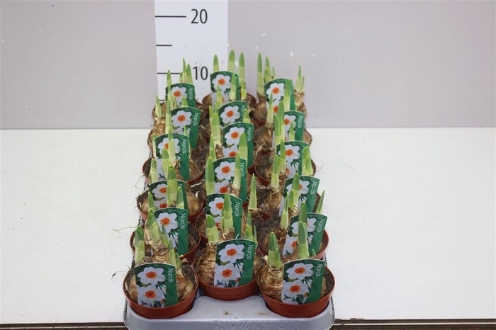 <h4>Narcis Bernett Browning</h4>