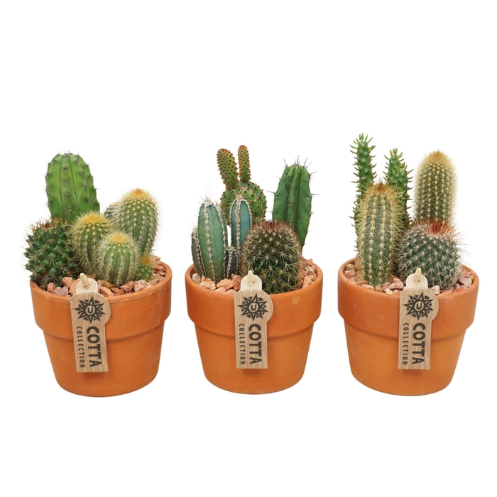 <h4>ARR CACTUS</h4>