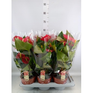 Anthurium andr. 'Tremendo'