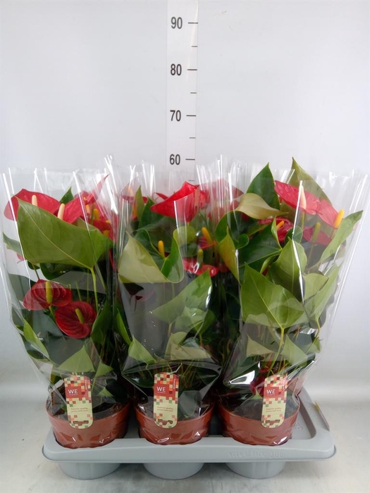 <h4>Anthurium andr. 'Tremendo'</h4>