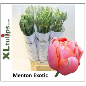 Tulipa fre menton exotic