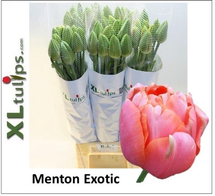 <h4>Tulipa fre menton exotic</h4>