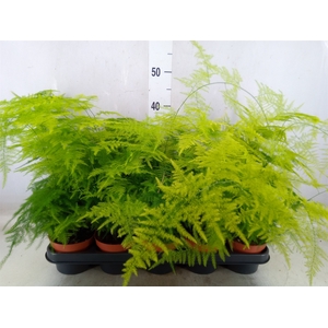 Asparagus setaceus