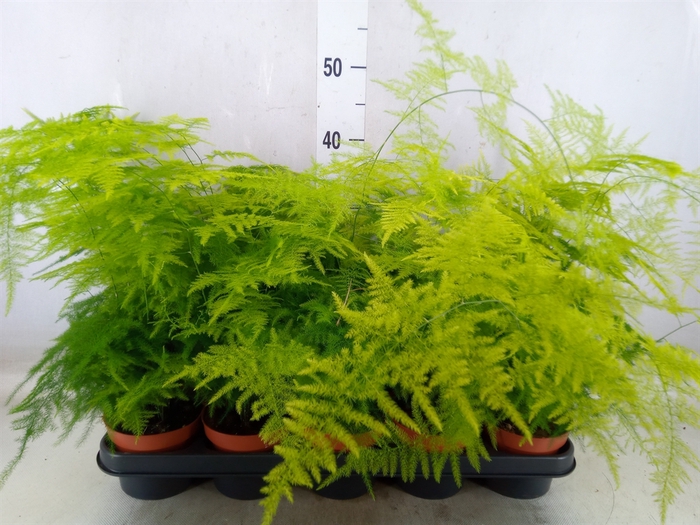 <h4>Asparagus setaceus</h4>