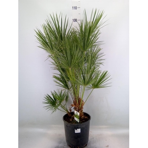 Chamaerops humilis