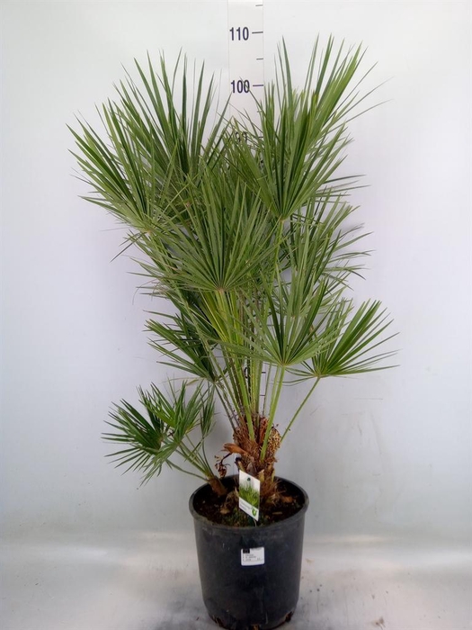 <h4>Chamaerops humilis</h4>