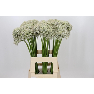 Allium nigrum