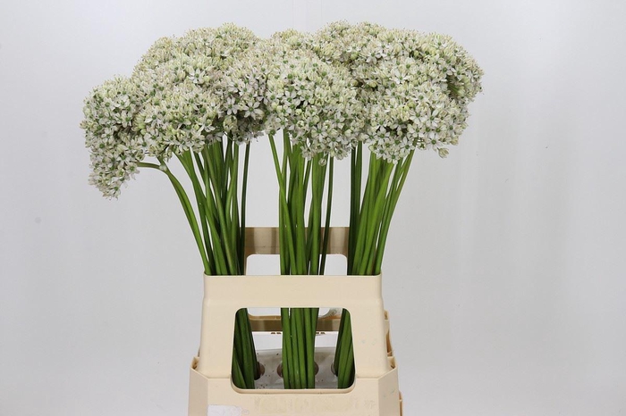 <h4>Allium nigrum</h4>
