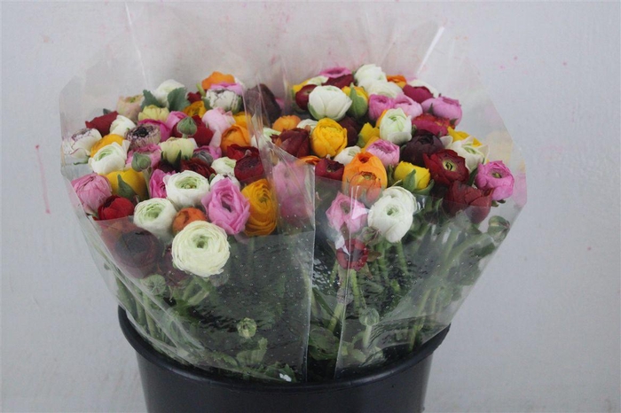 <h4>Ran Elegance Mixed</h4>