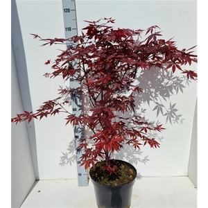 Acer palmatum 'Red Emperor'