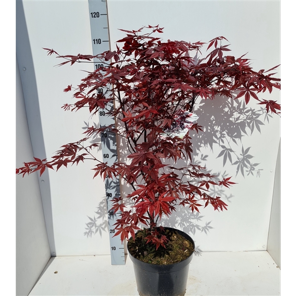 <h4>Acer palmatum 'Red Emperor'</h4>