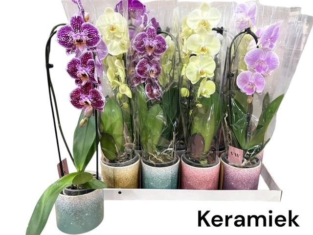 <h4>ARR PHAL 1 TAK</h4>