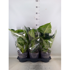 Alocasia   ...