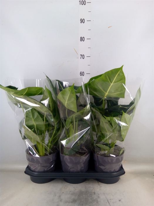 <h4>Alocasia   ...</h4>