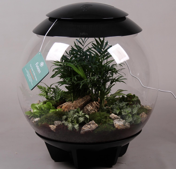 <h4>Terrarium XXL Exclusive zwart met arrangement</h4>
