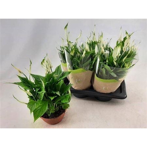 Spath Chopin 10+ Schaal