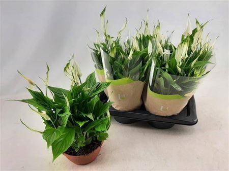 <h4>Spath Chopin 10+ Schaal</h4>