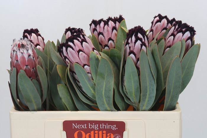 <h4>Protea African Didi</h4>