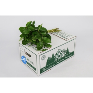 Salal  Mini Tips AIR