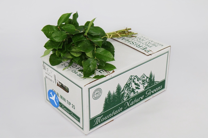 <h4>Salal  Mini Tips AIR</h4>