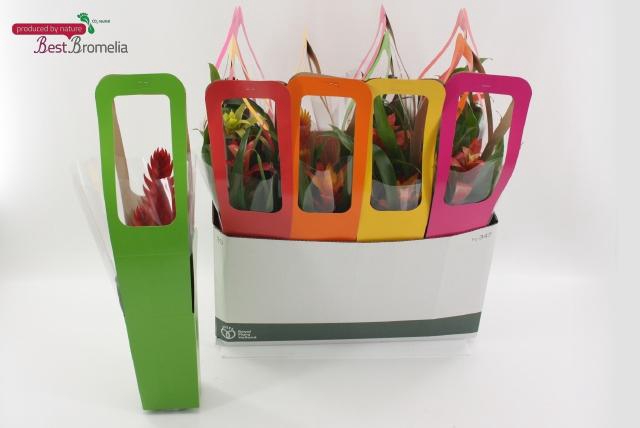 <h4>BROMELIA GEM</h4>