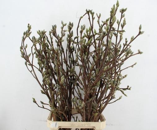 MAGNOLIA SUPERBA 120CM