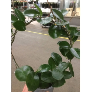 HOYA AUSTRALIS