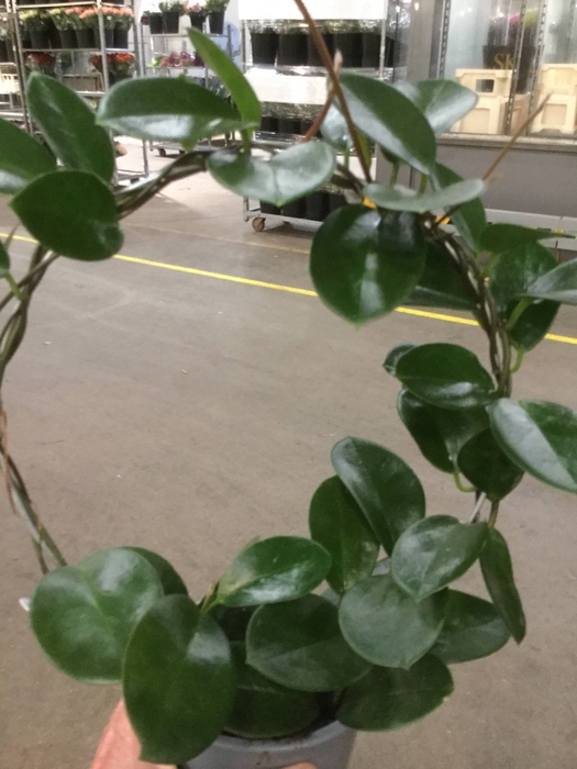 <h4>HOYA AUSTRALIS</h4>