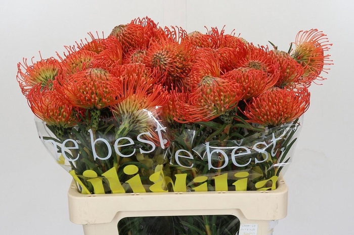 <h4>LEUCO CO SUCCESSION</h4>