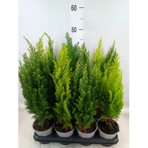 Conifers   ...mix