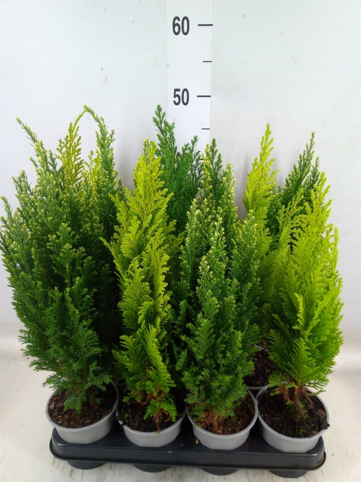 <h4>Conifers   ...mix</h4>
