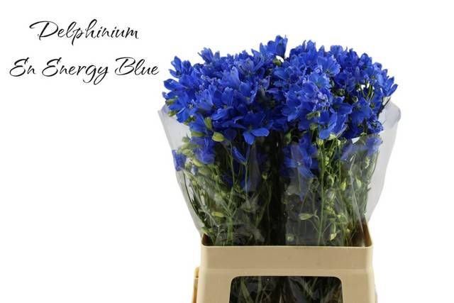 <h4>DELPH EN ENERGY BLUE</h4>