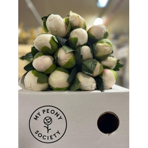 Paeonia Colonel Owen Cousins