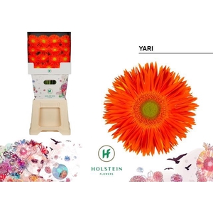 Gerbera Spider Yari Diamond