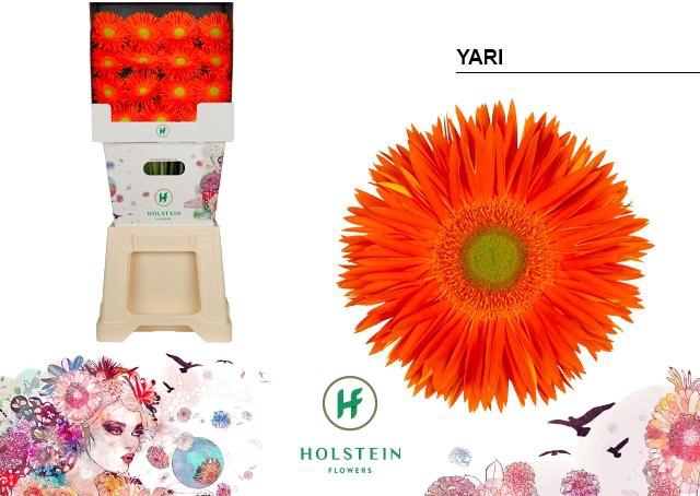 <h4>Gerbera Spider Yari Diamond</h4>