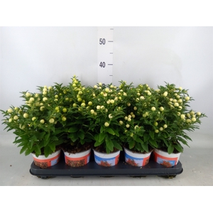 Solanum pseudocapsicum