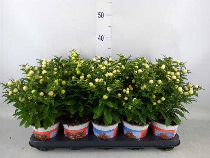 <h4>Solanum pseudocapsicum</h4>